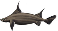 Oxynotus paradoxus_01.jpg